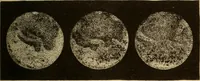An illustration from Astronomy for the use of schools and academies (1882)