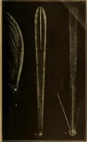 An illustration from Astronomy for the use of schools and academies (1882)
