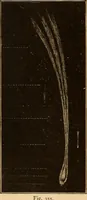 An illustration from Astronomy for the use of schools and academies (1882)