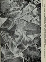 An illustration from The astronomy of the Bible : an elementary commentary on the astronomical references of Holy Scripture (1909)