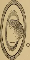 An illustration from Astronomy; the sun and his family (1898)
