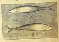 An illustration from Athanasii Kircheri e Soc. Jesu Mundus subterraneus, : in XII libros digestus; quo divinum subterrestris mundi opificium, mira ergasteriorum naturae in eo distributio, verbo [Pantamorphon] protei regnum, uniuersae denique naturae majestas & divitiae summa rerum varietate exponuntur, abditorum effectuum causae acri indagine inquisitae demonstrantur, cognitae per artis & naturae conjugium ad humanae vitae necessarium usum vario experimentorum apparatu, necnon novo modo & ratione applicantur (1678)