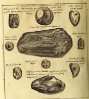 An illustration from Athanasii Kircheri e Soc. Jesu Mundus subterraneus, : in XII libros digestus; quo divinum subterrestris mundi opificium, mira ergasteriorum naturae in eo distributio, verbo [Pantamorphon] protei regnum, uniuersae denique naturae majestas & divitiae summa rerum varietate exponuntur, abditorum effectuum causae acri indagine inquisitae demonstrantur, cognitae per artis & naturae conjugium ad humanae vitae necessarium usum vario experimentorum apparatu, necnon novo modo & ratione applicantur (1678)