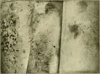 Picture 37 of 111 from Athenian lekythoi : with outline drawing in matt color on a white ground : appendix: additional lekythoi with outline drawing in glaze varnish on a white ground (1914), leaf 318