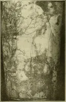 An illustration from Athenian lekythoi : with outline drawing in matt color on a white ground : appendix: additional lekythoi with outline drawing in glaze varnish on a white ground (1914)