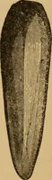 An illustration from Athletics and manly sport (1890)