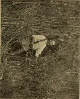 An illustration from Athletics and manly sport (1890)
