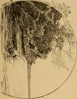 An illustration from Athletics and manly sport (1890)