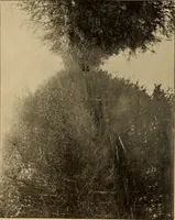 An illustration from Athletics and manly sport (1890)