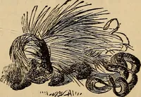An illustration from Athletic sports and recreations for boys.. (1861)