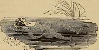 An illustration from Athletic sports and recreations for boys.. (1861)