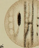 Picture 14 of 83 from An atlas of astronomy; a series of seventy-two plates, with introduction and index (1892), leaf 90