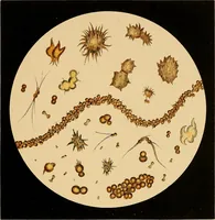 An illustration from An atlas of clinical microscopy (1885)