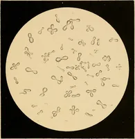 An illustration from An atlas of clinical microscopy (1885)