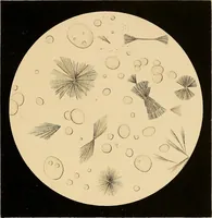 Picture 24 of 89 from An atlas of clinical microscopy (1885), leaf 116