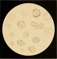 An illustration from An atlas of clinical microscopy (1885)