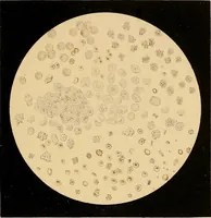 An illustration from An atlas of clinical microscopy (1885)