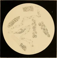 An illustration from An atlas of clinical microscopy (1885)
