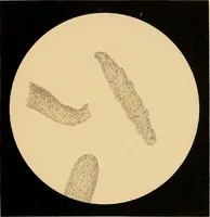 An illustration from An atlas of clinical microscopy (1885)
