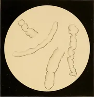 Picture 31 of 89 from An atlas of clinical microscopy (1885), leaf 140