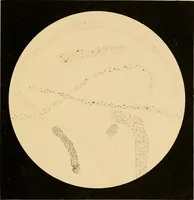 An illustration from An atlas of clinical microscopy (1885)