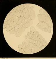 An illustration from An atlas of clinical microscopy (1885)