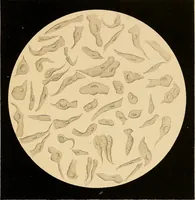 An illustration from An atlas of clinical microscopy (1885)
