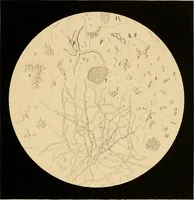 An illustration from An atlas of clinical microscopy (1885)