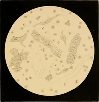 An illustration from An atlas of clinical microscopy (1885)