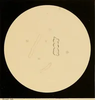 Picture 41 of 89 from An atlas of clinical microscopy (1885), leaf 176