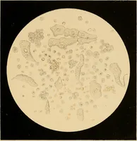An illustration from An atlas of clinical microscopy (1885)