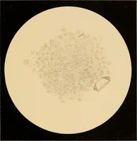 An illustration from An atlas of clinical microscopy (1885)