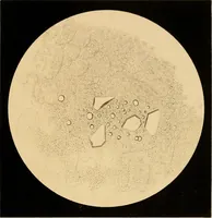 An illustration from An atlas of clinical microscopy (1885)