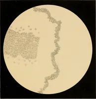 An illustration from An atlas of clinical microscopy (1885)