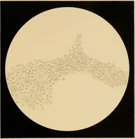 An illustration from An atlas of clinical microscopy (1885)