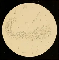 An illustration from An atlas of clinical microscopy (1885)