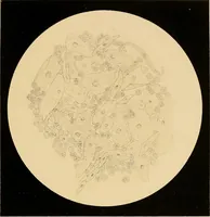 An illustration from An atlas of clinical microscopy (1885)