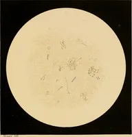 An illustration from An atlas of clinical microscopy (1885)