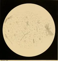 Picture 59 of 89 from An atlas of clinical microscopy (1885), leaf 250