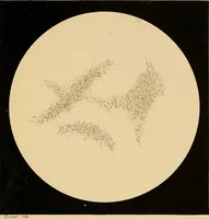 An illustration from An atlas of clinical microscopy (1885)