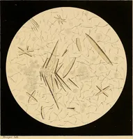 An illustration from An atlas of clinical microscopy (1885)