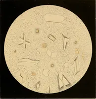 An illustration from An atlas of clinical microscopy (1885)