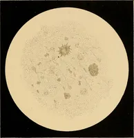 An illustration from An atlas of clinical microscopy (1885)