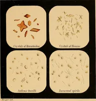 Picture 3 of 89 from An atlas of clinical microscopy (1885), leaf 28
