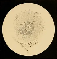 An illustration from An atlas of clinical microscopy (1885)