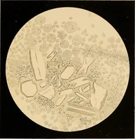 An illustration from An atlas of clinical microscopy (1885)