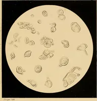 An illustration from An atlas of clinical microscopy (1885)