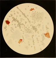 An illustration from An atlas of clinical microscopy (1885)