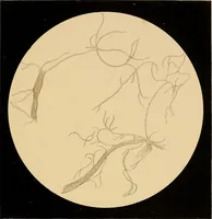 An illustration from An atlas of clinical microscopy (1885)