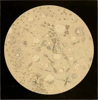 An illustration from An atlas of clinical microscopy (1885)